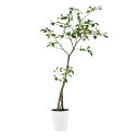 フェイクグリーン【 光触媒 ガジュマル FST 】幅80 × 奥行60 × 高さ150cmオフィスグリーン 観葉植物 フェイク 人工観葉植物 大型 開業祝い 開...