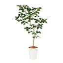 フェイクグリーン【 光触媒 ベンガルボダイジュ FST 】幅110 × 奥行80 × 高さ180cmオフィスグリーン 観葉植物 フェイク 人工観葉植物 大型 開...