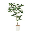 フェイクグリーン【 ベンガルボダイジュ FST 】幅80 × 奥行55 × 高さ150cmオフィスグリーン 観葉植物 フェイク 人工観葉植物 大型 開業祝い 開...