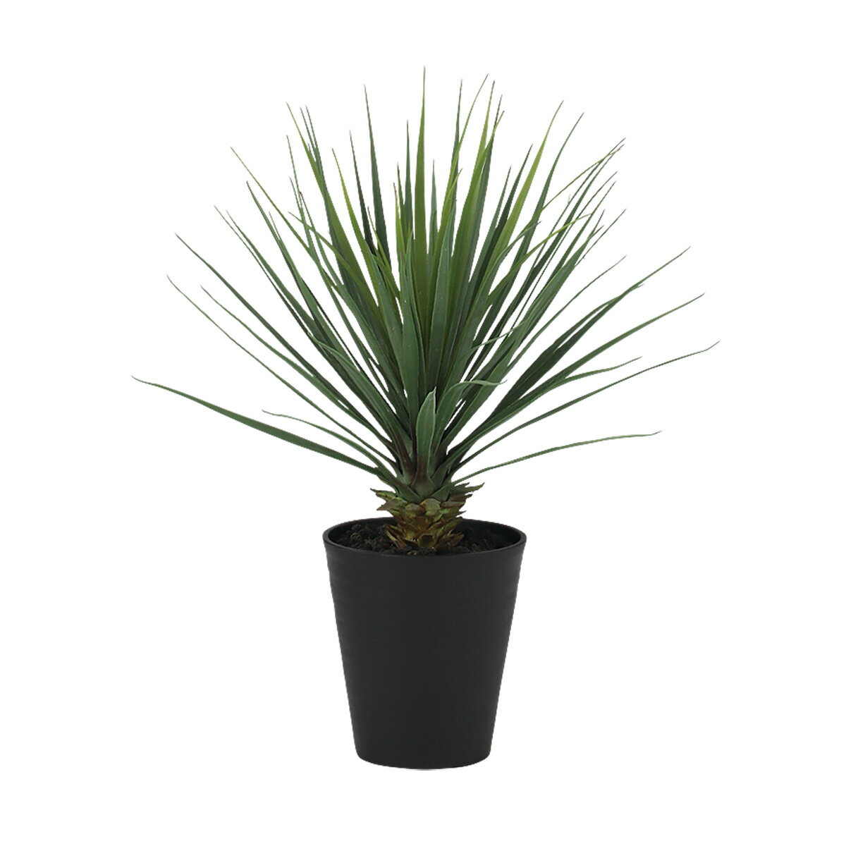 楽天市場】ユッカ ロストラータ(造花・人工観葉植物|花・観葉 楽天市場】ユッカ ロストラータ(造花・人工観葉植物|花・観葉