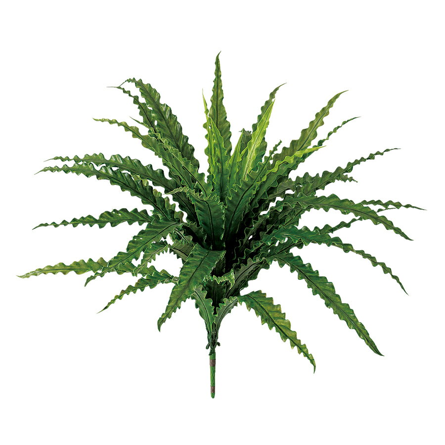 楽天市場】アスプレニウム（造花・人工観葉植物｜花・観葉植物）：花