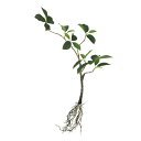フェイクグリーン【 ガジュマル ルーツ 】幅25 × 奥行20 × 長さ50cmオフィスグリーン 観葉植物 フェイク 人工観葉植物 装飾 アレンジ おしゃれ 吊...