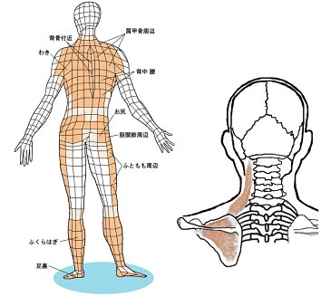 揉みの木シリーズ【マルチタイプ彩 -SAI-】肩 背中つぼ押し器 脇（ワキ わき）ふくらはぎや肩甲骨、骨盤まわりのマッサージに