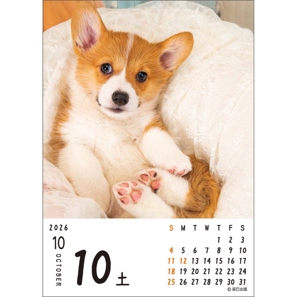 【4月4日20時-10日1時59分までエントリーで2点購入P5倍・3点以上でP10倍】アートプリントジャパン 26年 カレンダー ワン！！めくり 1000136881 1月はじまり