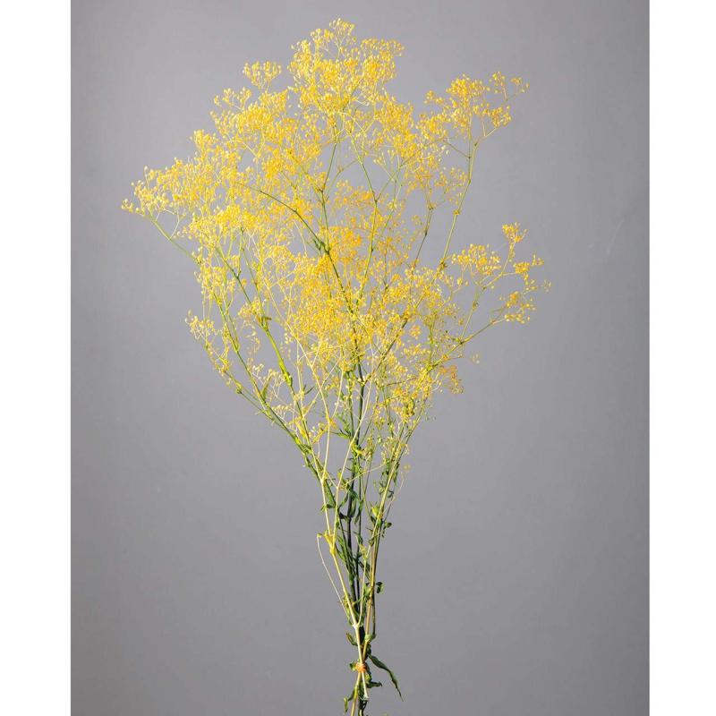 大地農園 スーパーソフトミニカスミ草・フレア