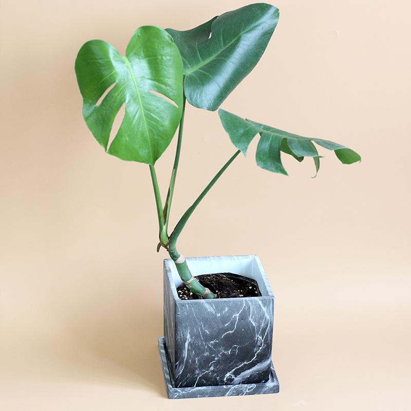 ȭ ǥ ֥å  ץ󥿡  ִ  ̲ 忩 ߺ ¿ʪ ܥƥ ڱ ե ۥƥ