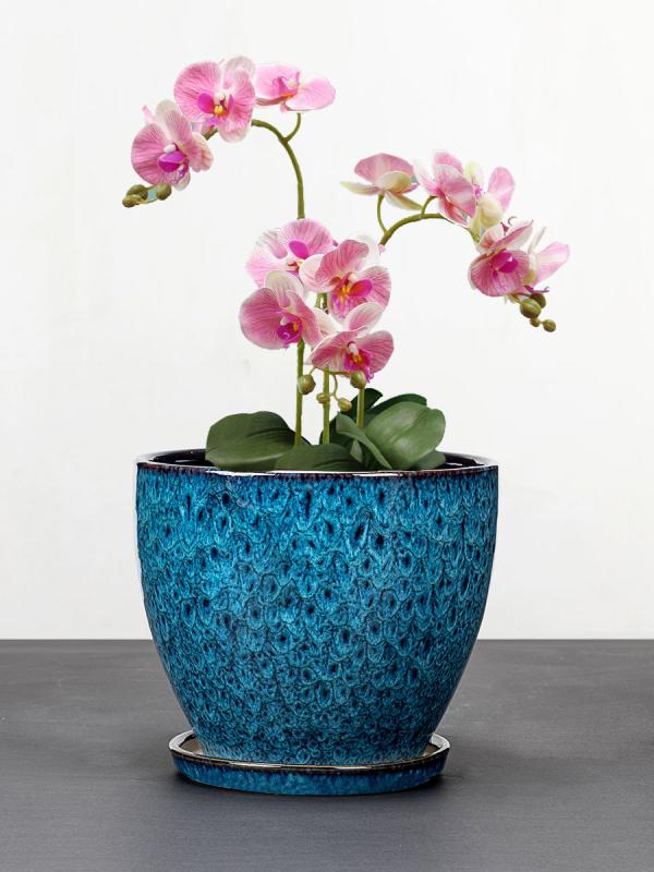 ȭ ǥ   ƫ ȭ   տʪ ϡ 󤻿  ǥ˥ ƥꥢ ץ󥿡 դ  ܥƥ  ...