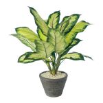 光触媒加工を施した、観葉植物（人工樹木）／ディフェンバキアカミーラ。光触媒樹木でお部屋を清潔で美しく、スタイリッシュに空間演出を。面倒な水遣りが必要ありません。光触媒加工により、アンモニア消臭効果、ホルムアルデヒド低減効果が期待できます。●樹種名：ディフェンバキアカミーラ●鉢サイズ：φ156×H115mm●鉢カラー：ブラック●材質：茎＝ポリエチレン、葉＝ポリエステル、鉢＝ペーパーマッシュ（ストーン仕上げ）.