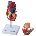 心臓の構造模型11600352