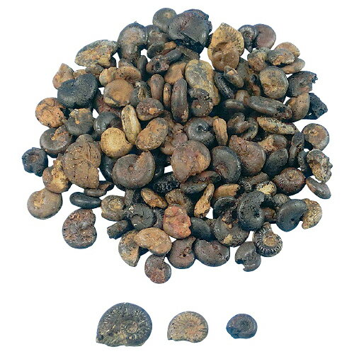 実習用化石標本　アンモナイトL55-3626