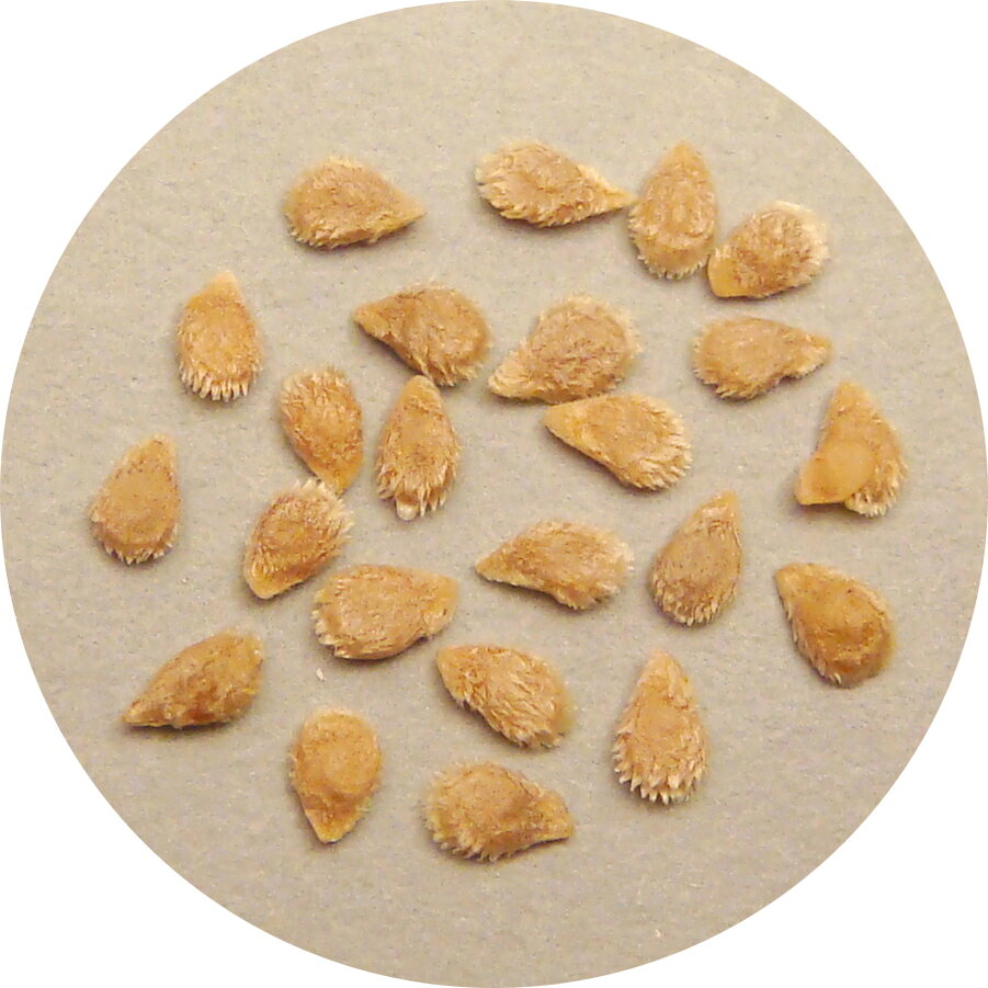 ��ڤμ� �ߥ˥ȥޥ� �ľ���