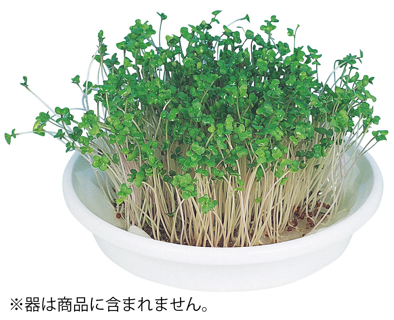 水耕栽培ユニット ブロッコリースプラウト