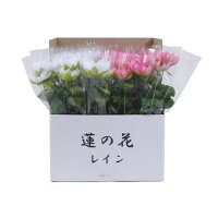 枯れることなくお手入れ不要 花 観葉植物 代引き不可 同梱不可 ニューホンコン造花 花 ガーデン Diy オフィス ユー 造花 新蓮の花レイン ラップ入 展示箱付 本入 枯れることなくお手入れ不要 花 観葉植物 代引き不可 同梱不可 ニューホンコン造花 花 ガーデン Diy オフィス ユー 造花 新蓮の花レイン ラップ入 展示箱付 本入