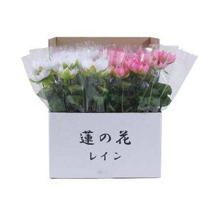 枯れることなくお手入れ不要 花 観葉植物 代引き不可 同梱不可 ニューホンコン造花 花 ガーデン Diy オフィス ユー 造花 新蓮の花レイン ラップ入 展示箱付 本入