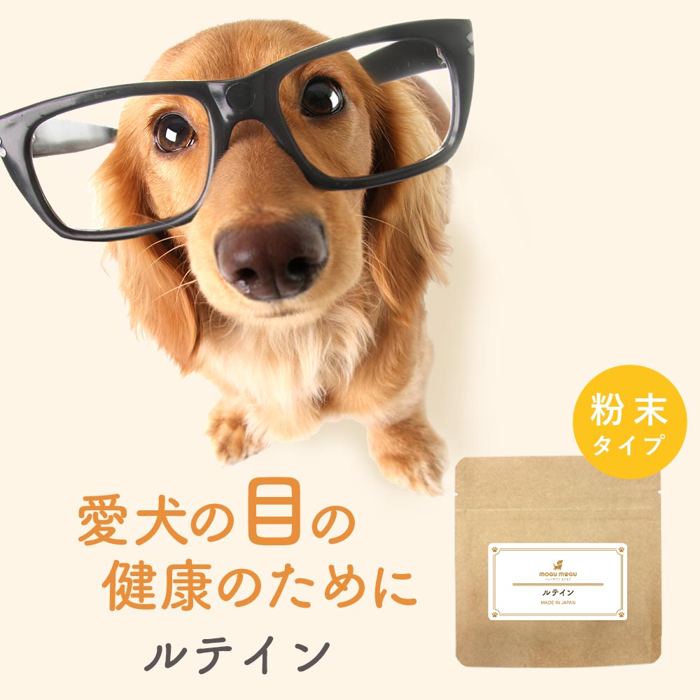 【LINE登録で35％OFFクーポン】犬 目 