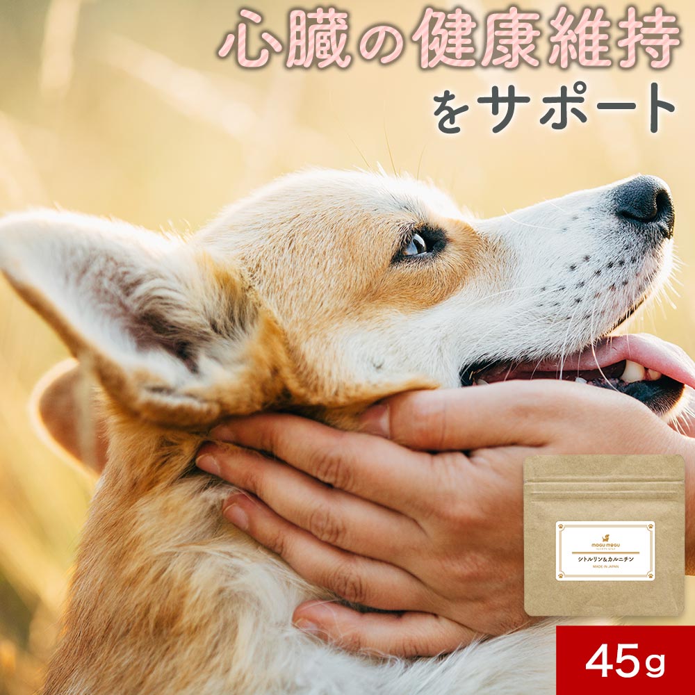 【LINE登録で35％OFFクーポン】犬 心