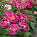 バレッタ（大苗）7号鉢植え　四季咲き中輪房咲き系（フロリバンダローズ）　河本バラ園　Kawamoto Brand Roses バラ苗　《農林水産省　登録品種》 - 大神ファーム