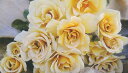 エバンタイユ・ドール（大苗）7号鉢植え　バラ苗　《農林水産省　登録品種》　四季咲き大輪系（ハイブリッドティーローズ）　河本バラ園　Kawamoto Brand Roses - 大神ファーム