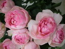 フレグランス・オブ・フレグランシズ（大苗）7号鉢植え　バラ苗　《農林水産省　登録品種》　四季咲き大輪系（ハイブリッドティーローズ）　河本バラ園　Kawamoto Brand Roses - 大神ファーム