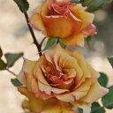 はつね（大苗）7号鉢植え　　四季咲き中輪房咲き系（フロリバンダローズ）スプレー咲き　河本バラ園　Kawamoto Brand Roses　バラ苗　《農林水産省　登録品種》