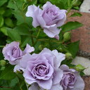 爽（大苗予約）7号鉢植え　バラ苗　《農林水産省　登録品種》　四季咲き　中輪　河本バラ園　Kawamoto Brand Roses