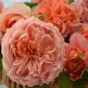 ムーラン・ド・ラ・ギャレット（大苗）7号鉢植え　　バラ苗　《農林水産省　登録品種》　大輪　河本バラ園　Kawamoto Brand Roses - 大神ファーム