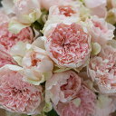 クロッシェ（大苗）7号鉢植え　四季咲き　バラ苗　《農林水産省　登録品種》　河本バラ園　Kawamoto Brand Roses