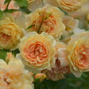 ラ・ベル・ポー（大苗）7号鉢植え　河本バラ園　Kawamoto Brand Roses　四季咲き　バラ苗　《農林水産省　登録品種》