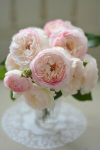 サボン(新苗)7号鉢植え 四季咲き 河本バラ園 Kawamoto Brand Roses バラ苗 《農林水産省 登録品種》