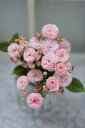 プチ・ポワン(新苗)7号鉢植え 四季咲き 河本バラ園 Kawamoto Brand Roses バラ苗 《農林水産省 登録品種》