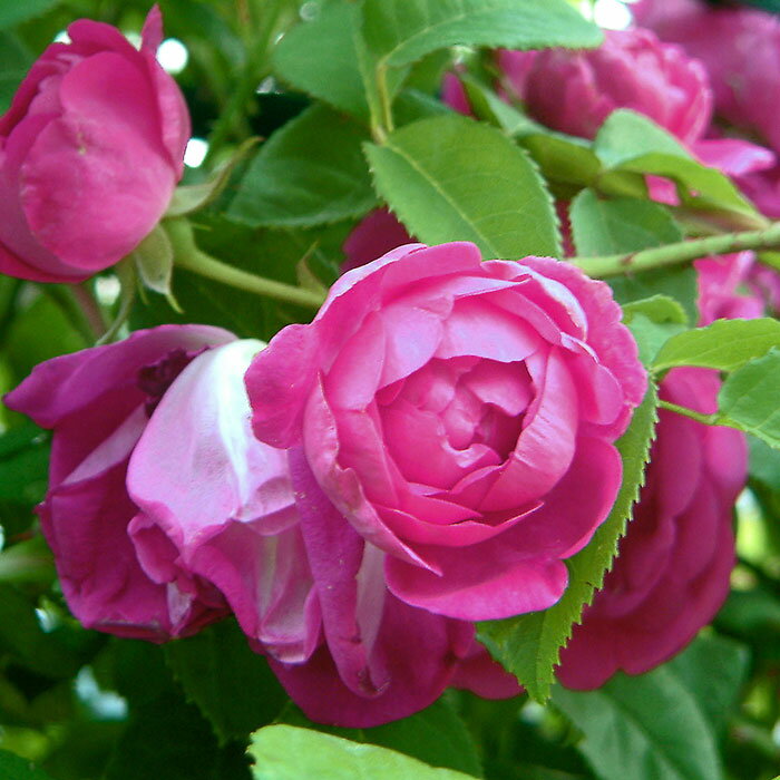 アップル・シード（大苗）7号鉢植え つるバラ バラ苗