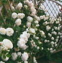 ブラン・ピエール・ドゥ・ロンサール（大苗）7号鉢植え　つるバラ　バラ苗　《農林水産省　登録品種》