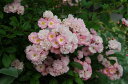 ボニー(大苗)7号鉢植え つるバラ バラ苗
