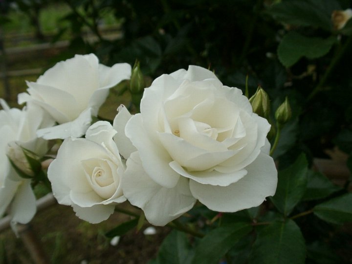 つるアイスバーグ（新苗）7号鉢植え　　つるバラ　白花　バラ苗