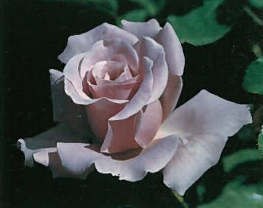 つるスターリングシルバー（大苗予約）7号鉢植え つるバラ バラ苗