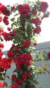 フロレンティーナ（大苗）7号鉢植え　つるバラ　バラ苗　《農林水産省　登録品種》