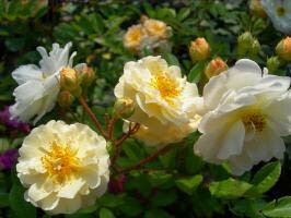 ギスレーヌ・ドゥ・フェリゴンド（大苗予約）7号鉢植え つるバラ バラ苗