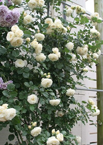 ����ƥߥ������ġ�7��ȭ���� �Ĥ�Х� �Х��� �����ӿ建�� ��Ͽ�ʼ��