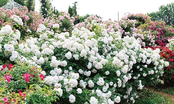 �����ԥ�󡦥����������ġ�7��ȭ���� ���ʥХ� �����֥����� �� �Х���