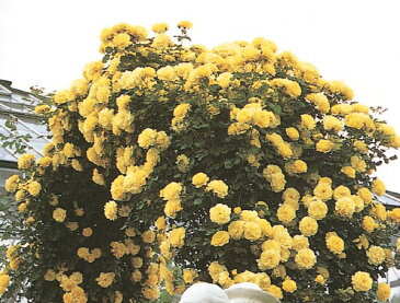つるゴールドバニー（新苗）6号鉢植え　つるバラ　バラ苗
