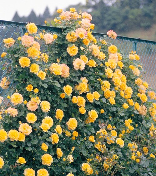 おしゃれな15アイテムを厳選 つるバラ誘引にぴったりなトレリスとは 農業 ガーデニング 園芸 家庭菜園マガジン Agri Pick