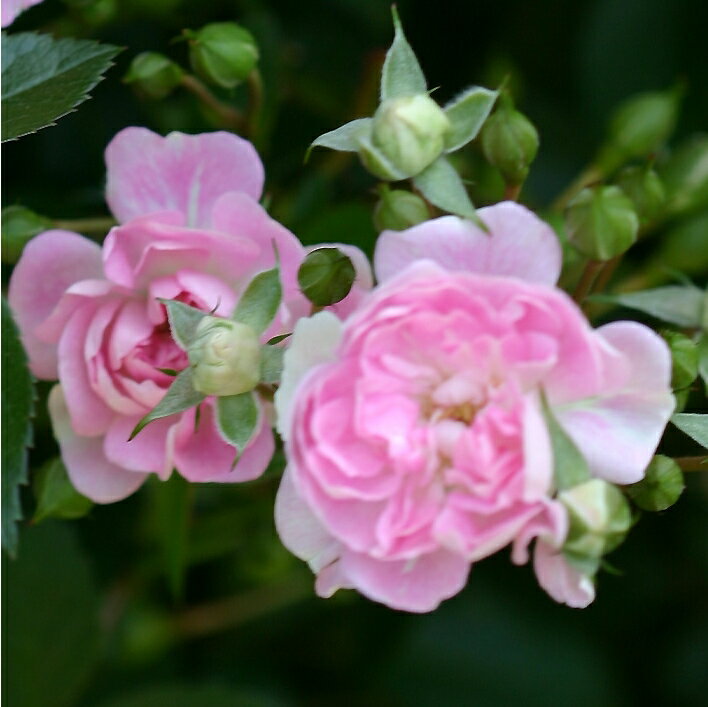 芽衣（めい）（大苗）7号鉢植え　つるバラ　バラ苗　《契約品種》のサムネイル