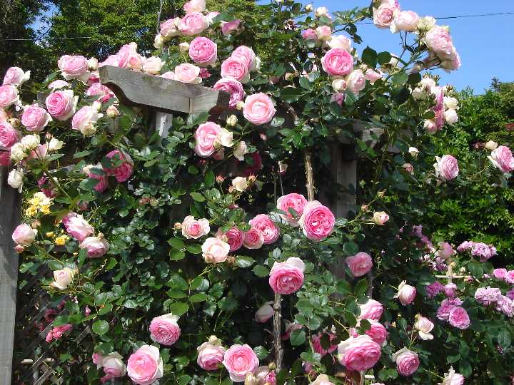 �Х��ĤĤ�Х�ԥ�����ɥ����󥵡���