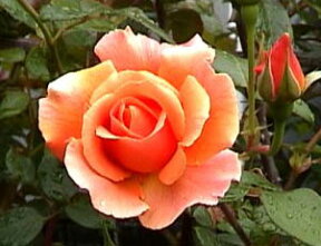 ロイヤル・サンセット（大苗）7号鉢植え　つるバラ　　バラ苗