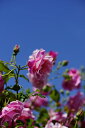 スパニッシュ・ビューティー（大苗）7号鉢植え　つるバラ　　バラ苗