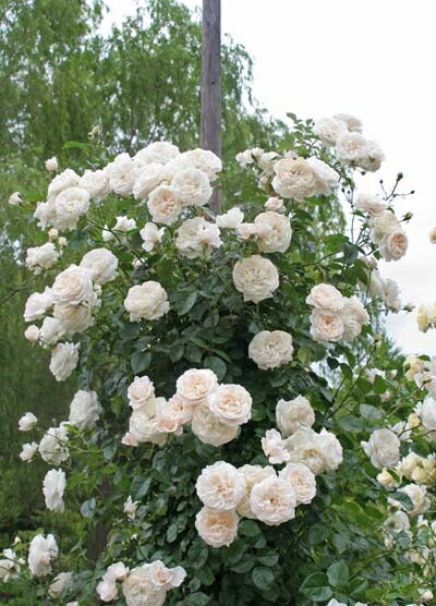 サマー・メモリーズ(大苗)7号鉢植え つるバラ...の紹介画像2