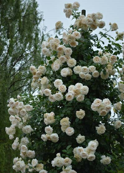 サマー・メモリーズ(大苗)7号鉢植え つるバラ...の紹介画像3