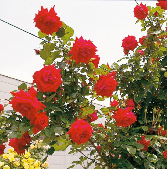 アンクル・ウォルター(新苗)7号鉢植え つるバ...の紹介画像2