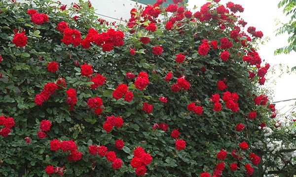 アンクル・ウォルター(新苗)7号鉢植え つるバ...の紹介画像3