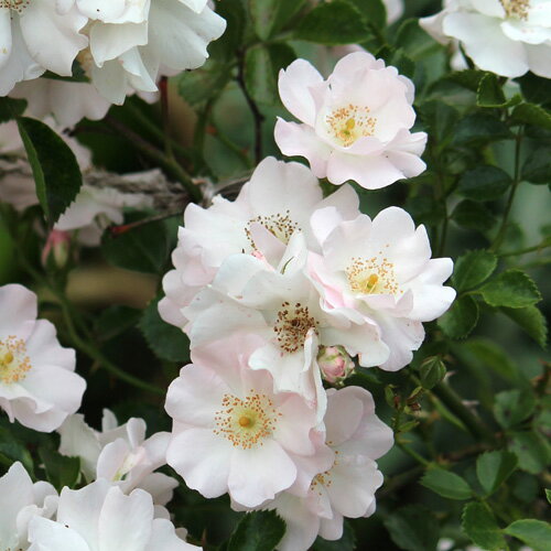 伽羅奢(がらしゃ)（大苗）7号鉢植え つるバラ バラ苗 《契約品種》